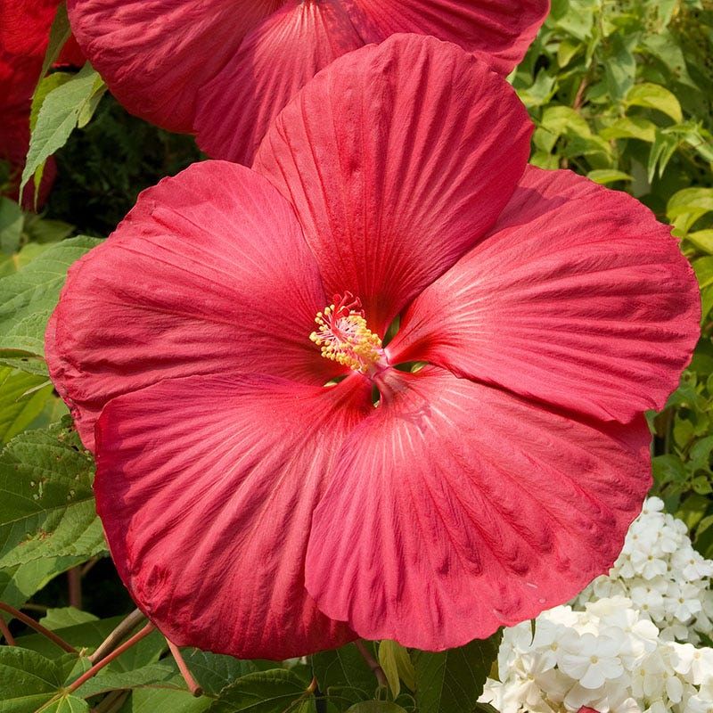 Hibiscus 'Luna Red'