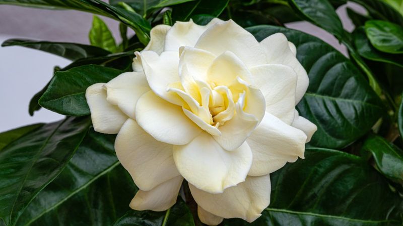 Gardenia