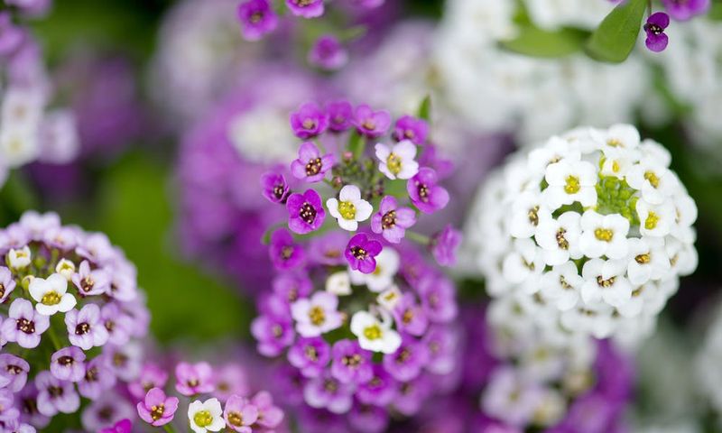 Alyssum