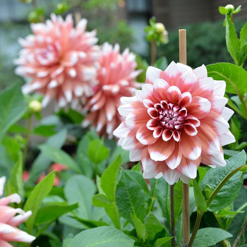 Dahlia