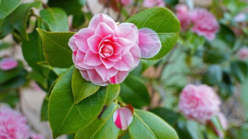 Camellia