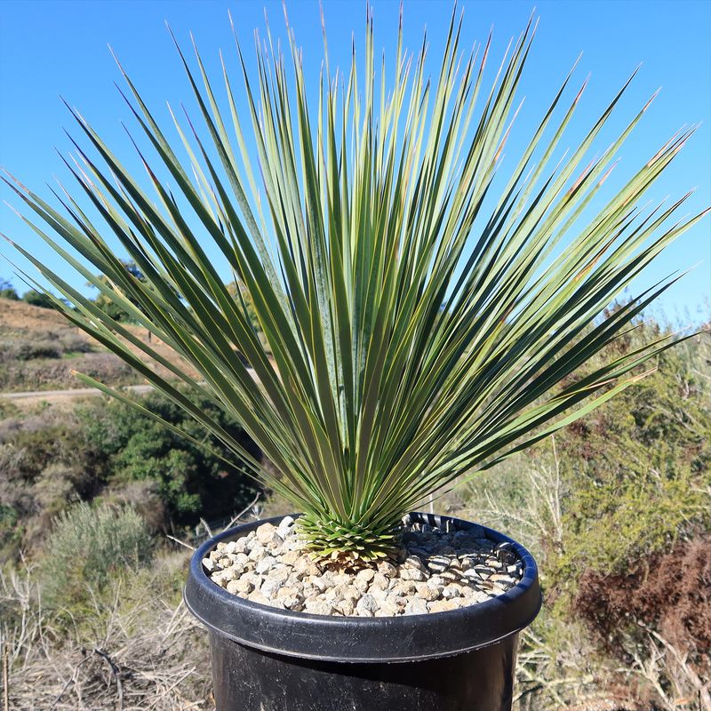 Yucca (Yucca spp.)