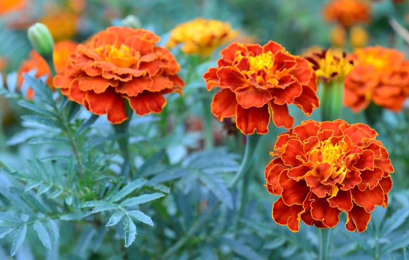 Marigold (Tagetes spp.)