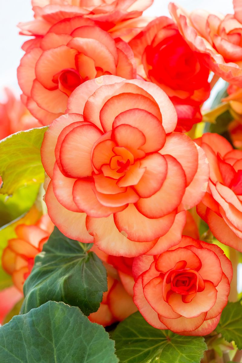 Begonias