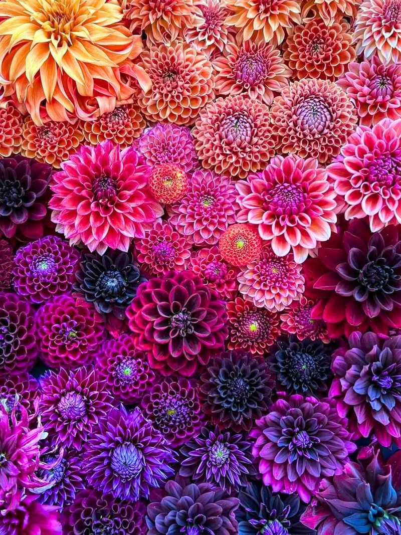 Dahlias