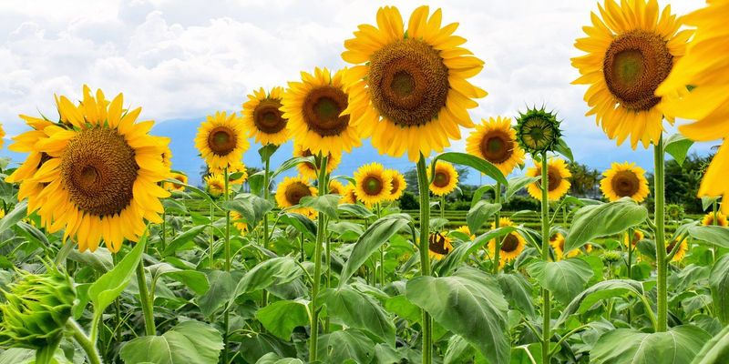 Sunflowers
