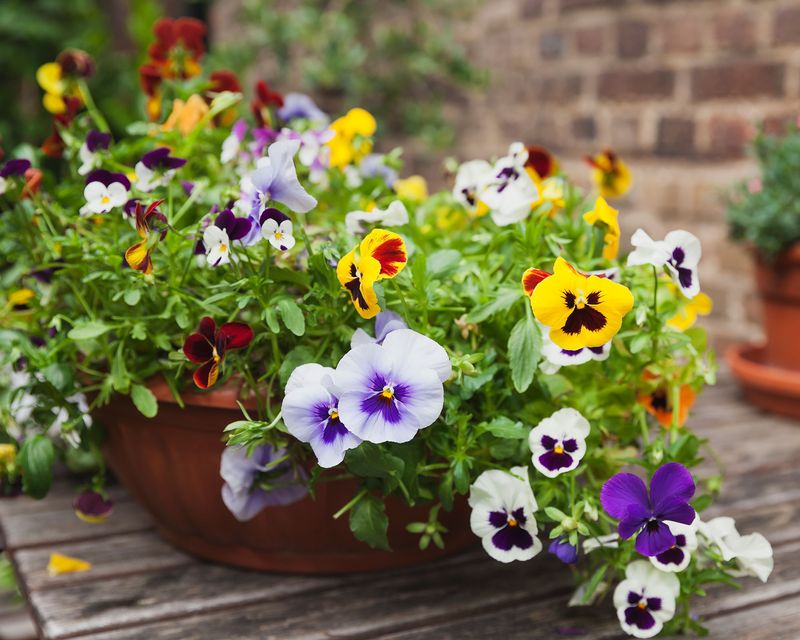 Pansies