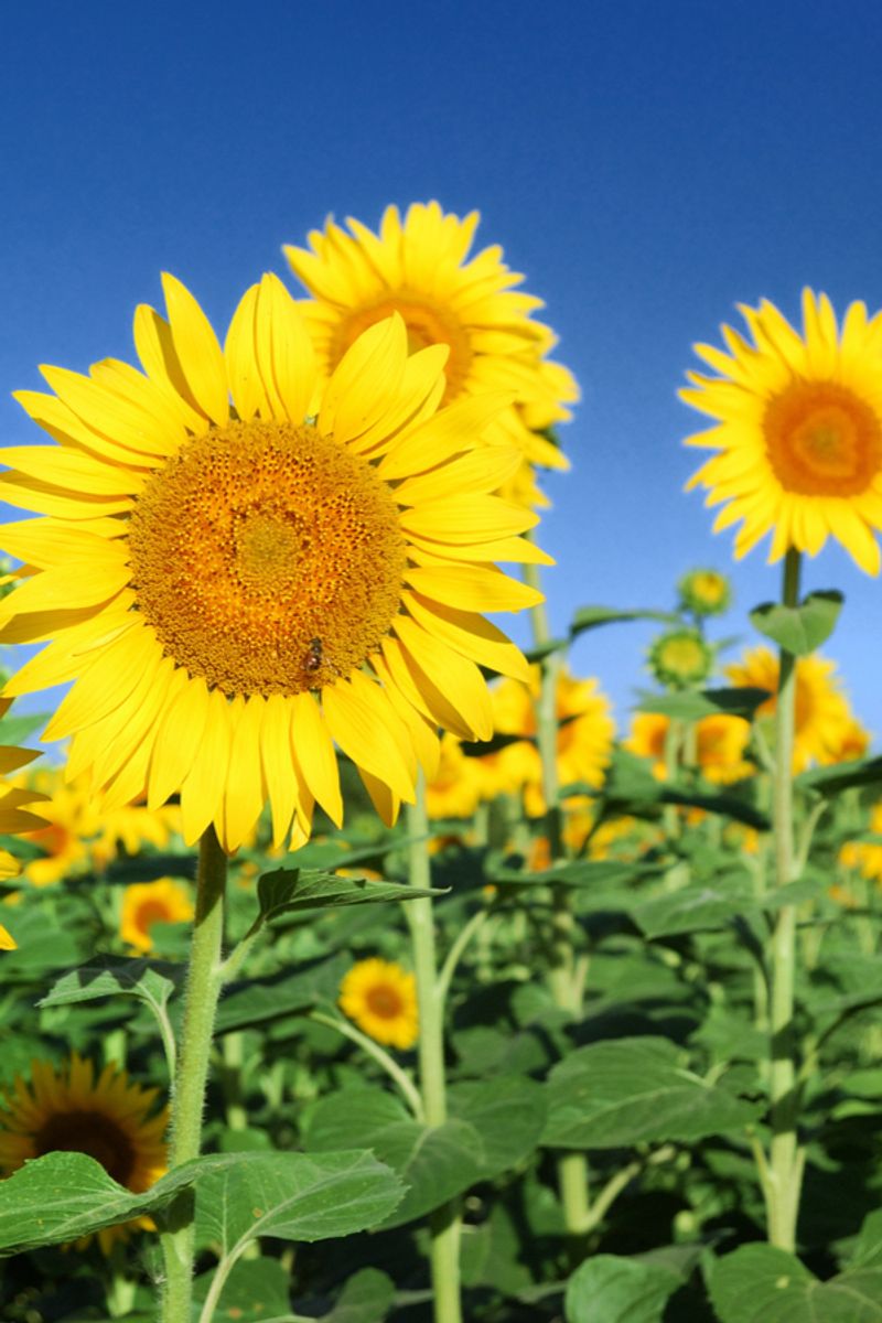 Sunflowers (Helianthus annuus)