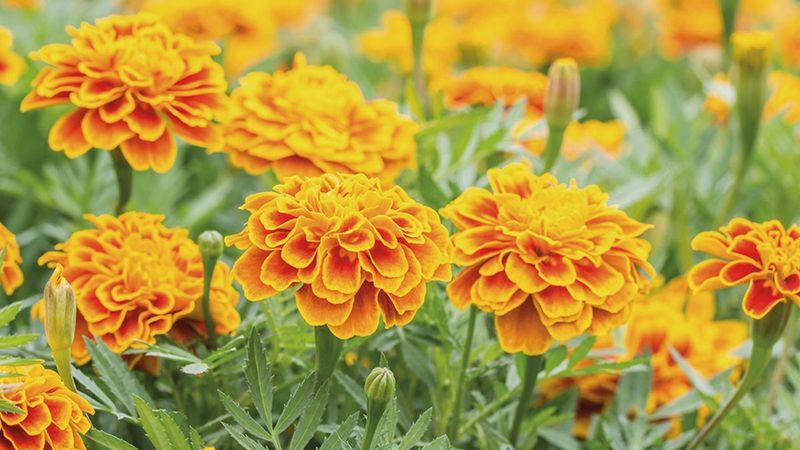 Marigolds (Tagetes spp.)