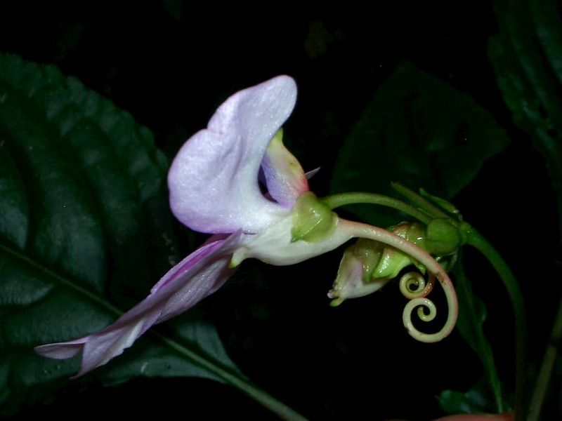 Impatiens (Impatiens walleriana)