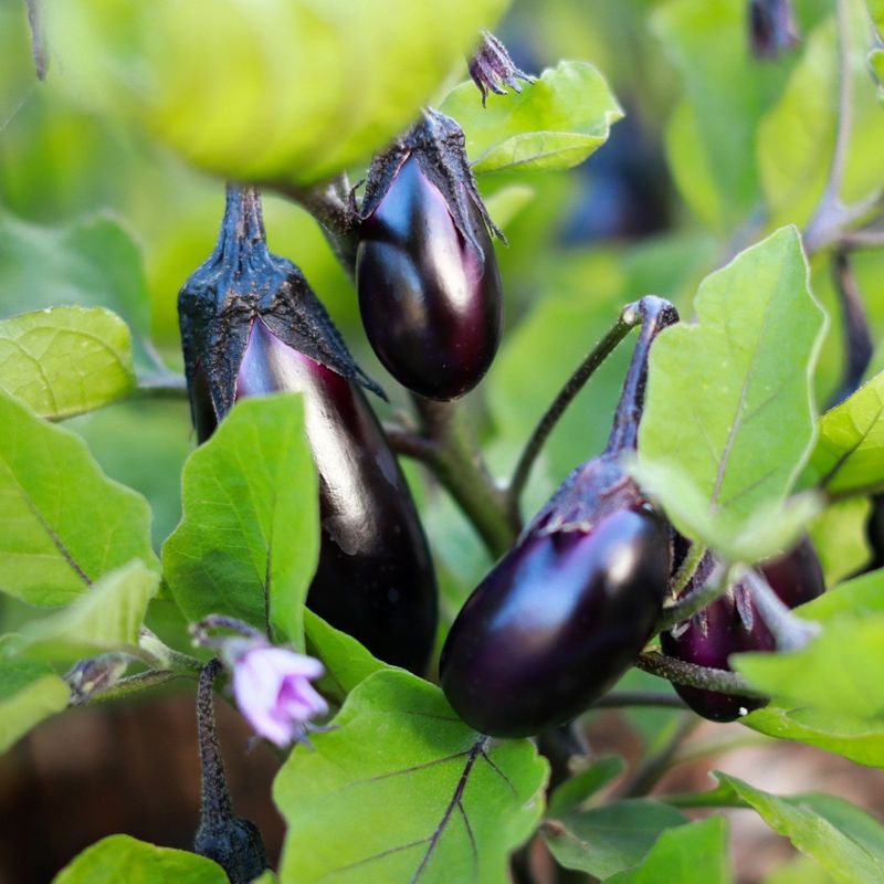 Eggplant