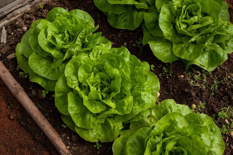 Romaine Lettuce