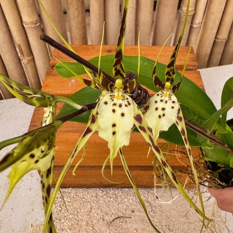 Brassia Orchid