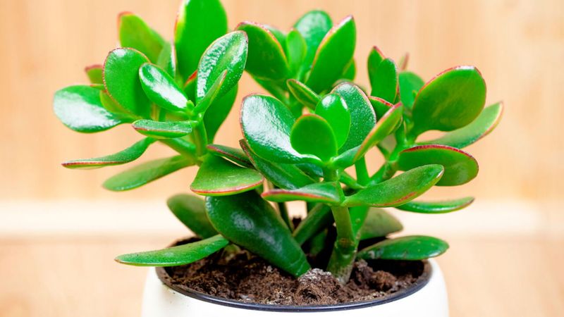 Jade Plant
