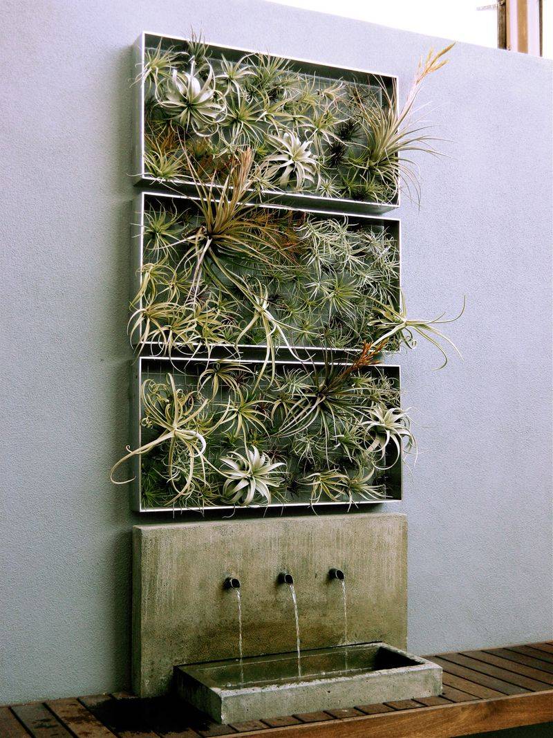 Air Plant (Tillandsia) Walls