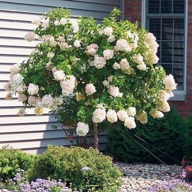 ‘PeeGee’ Hydrangea (Hydrangea paniculata ‘Grandiflora’)