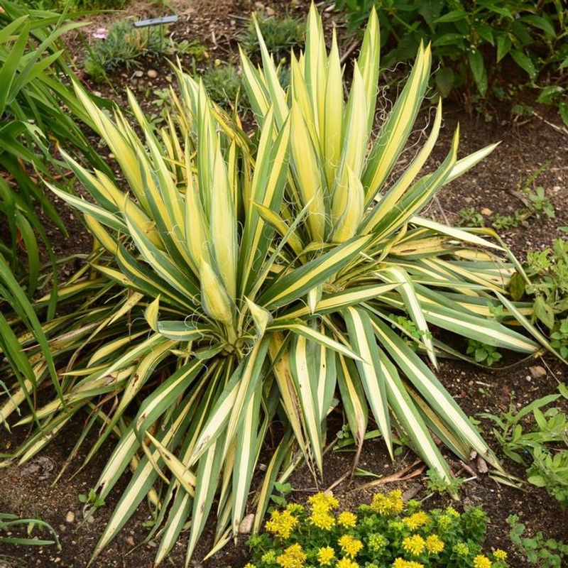 ‘Golden Sword’ Yucca – Spiky, architectural, and zero-care