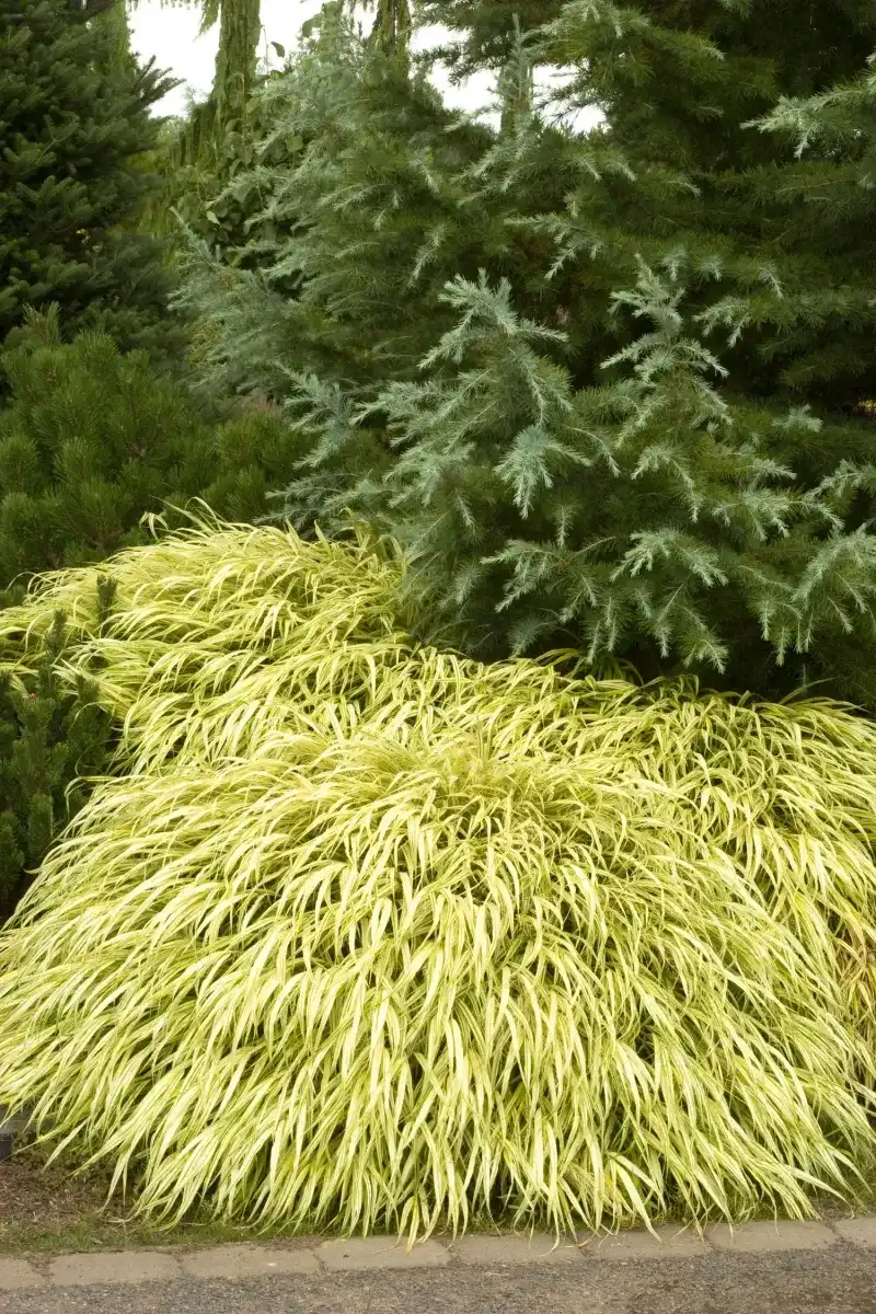 ‘Golden Japanese Forest Grass’ (Hakonechloa ‘Aureola’) – Cascading gold for containers