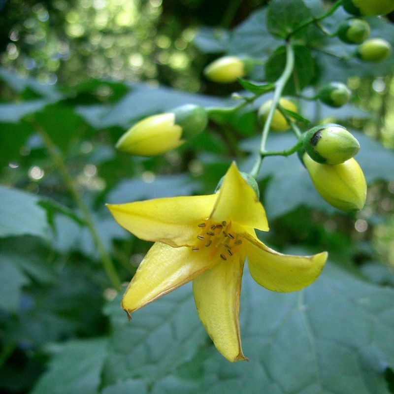 ‘Yellow Wax Bells’ (Kirengeshoma palmata) – Shade-loving exotic