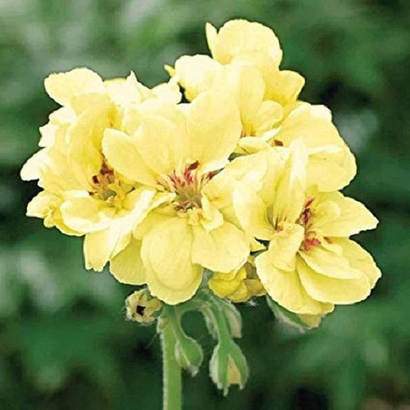 ‘Yellow Cranesbill’ (Geranium ‘First Yellow’) – First true yellow hardy geranium