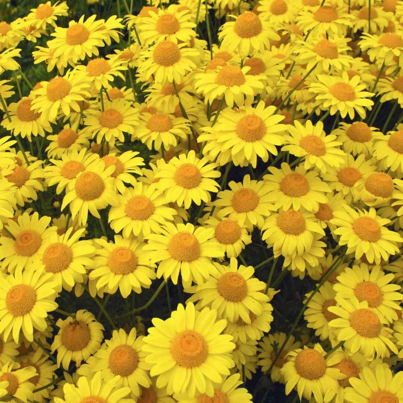 ‘Golden Marguerite’ (Anthemis tinctoria) – Daisy-like & drought-proof