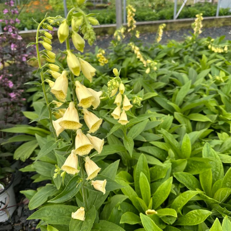 ‘Yellow Foxglove’ (Digitalis grandiflora) – Cottage garden essential
