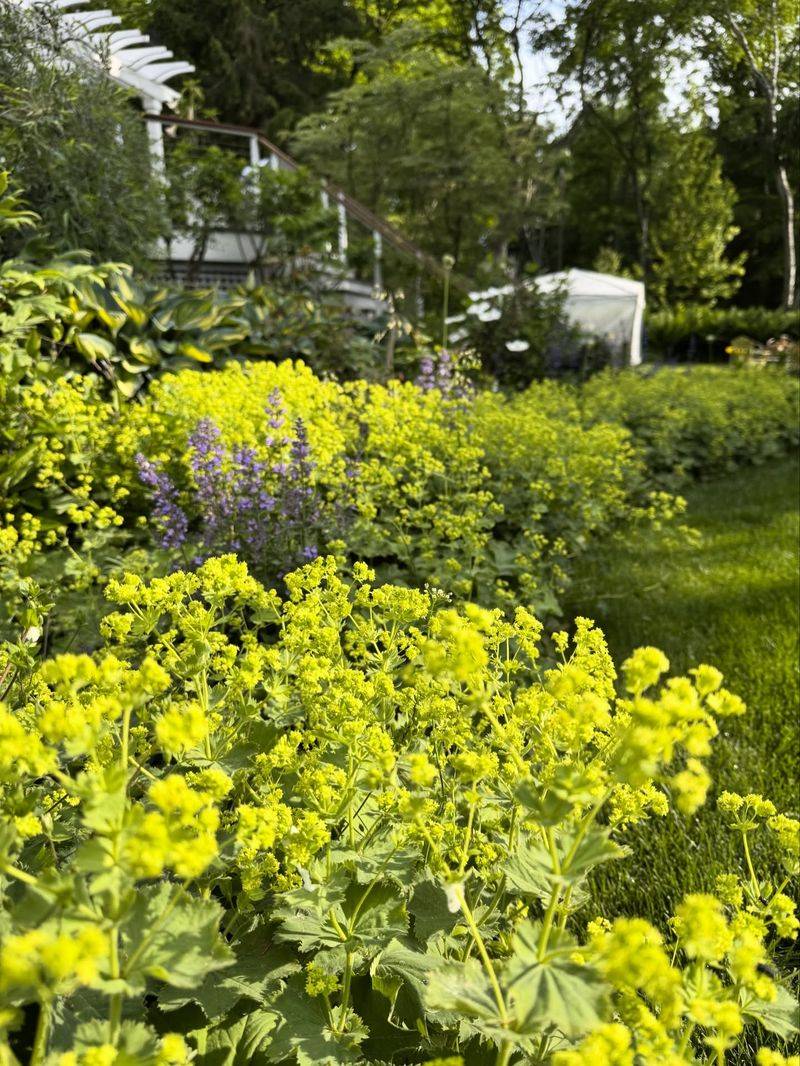 ‘Lady’s Mantle’ (Alchemilla mollis) – Water-beaded leaves + chartreuse blooms
