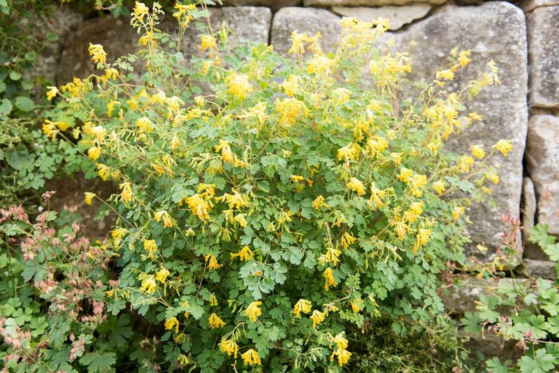 ‘Yellow Corydalis’ (Corydalis lutea) – Self-seeding shade-lover