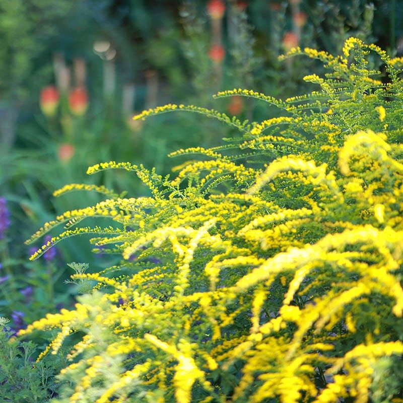 ‘Goldenrod’ (Solidago spp.) – Native superstar for pollinators