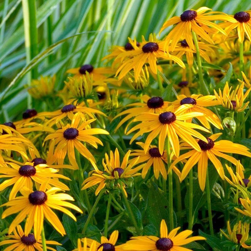 ‘Goldsturm’ Black-Eyed Susan (Rudbeckia fulgida) ✨