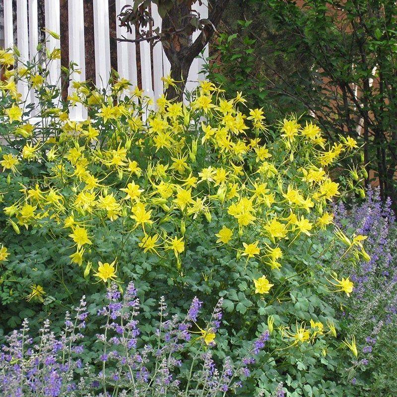 ‘Golden Spur Columbine’ (Aquilegia chrysantha) – Hummingbird magnet