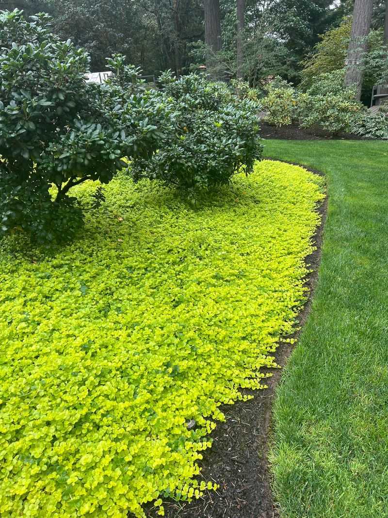 ‘Golden Creeping Jenny’ (Lysimachia nummularia) – Groundcover that glows