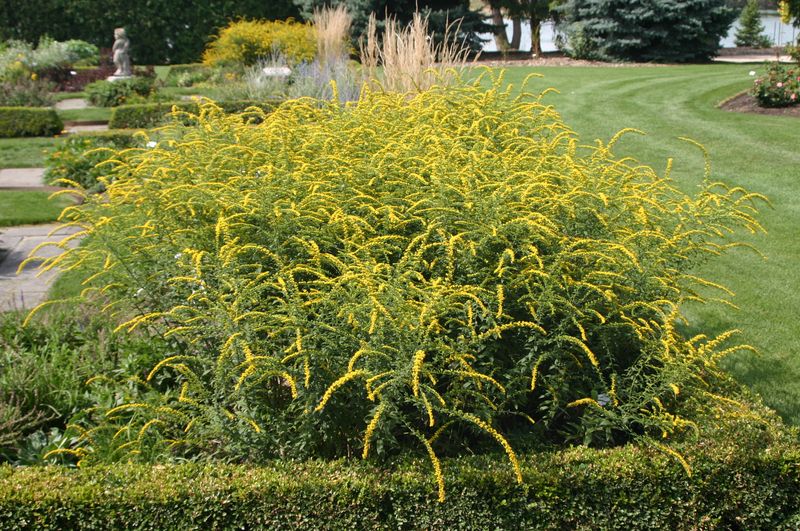 ‘Goldenrod ‘Fireworks’ (Solidago rugosa) – *2025’s most sought-after native*