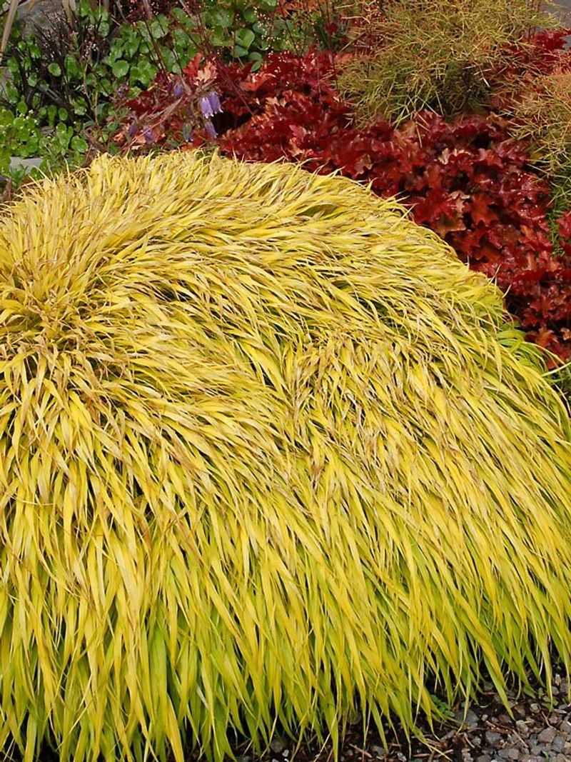 ‘Golden Hakone Grass’ (Hakonechloa macra) – Luxurious shade grass