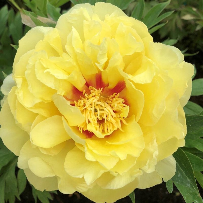 ‘Golden Peony’ (Paeonia ‘Bartzella’) – Fragrant, lemon-yellow Itoh peony