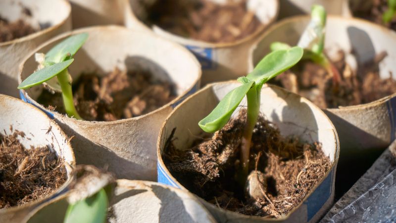 ✂️ Protective Covers for Seedlings