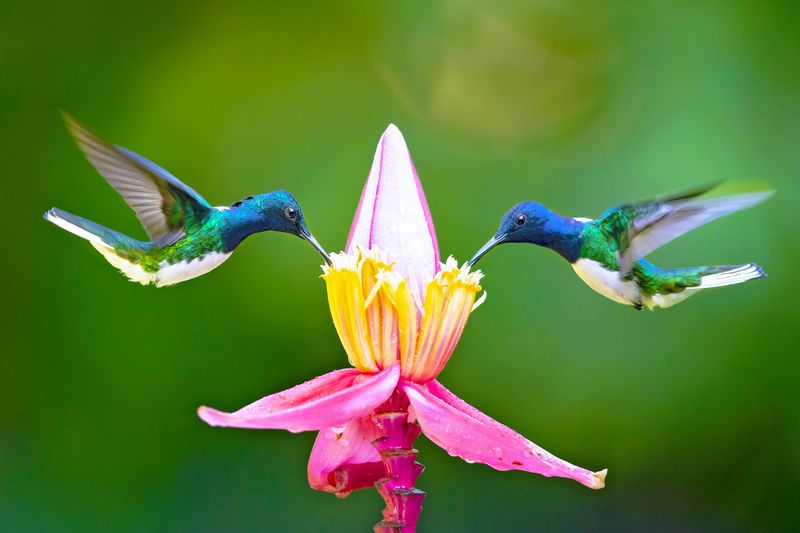 Hummingbird Banding: 9 Amazing Facts About How Scientists Track These ...