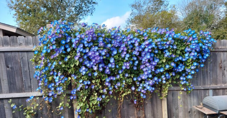 10 Best Climbing Plants for a Dreamy Vertical Garden