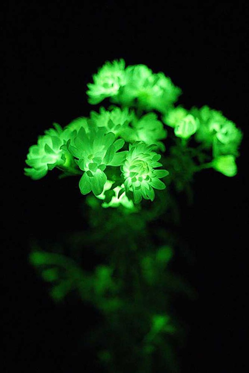 Glowing Plants (Bioluminescent Greens)