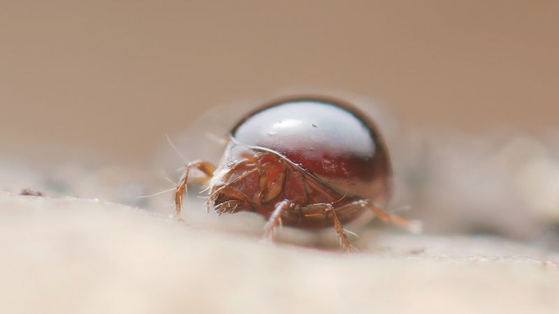 Oribatid Mites (Beetle Mites)
