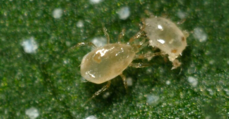 10 Common Soil Mite Species and How to Manage Them