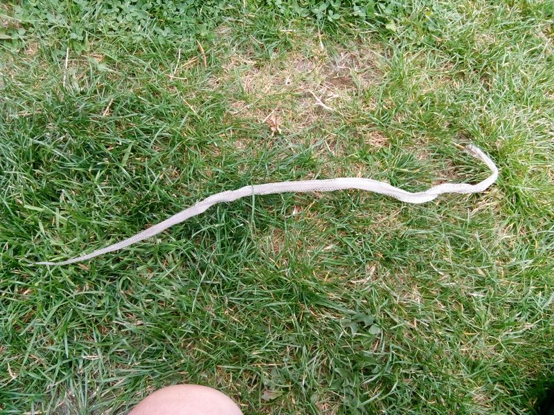 Shed Snake Skins