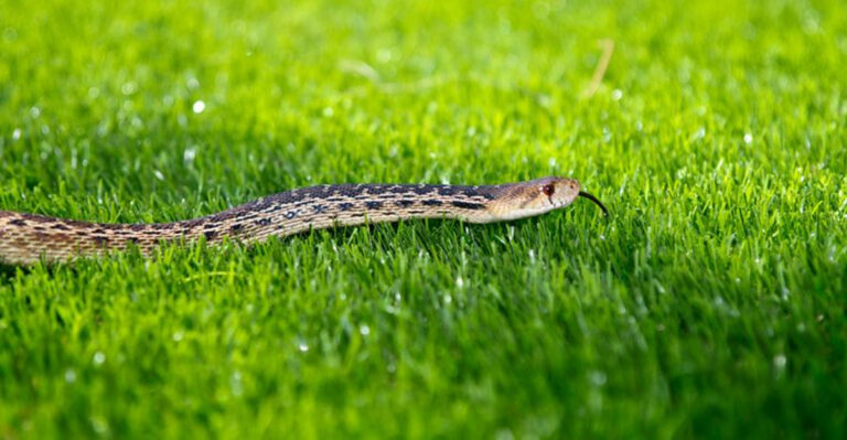 10 Early Warning Signs Of Snakes In Your Yard