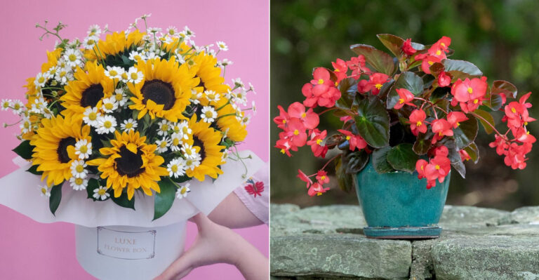 10 Flowers That Are Perfect for Bouquets and 10 That Stay Beautiful in Pots