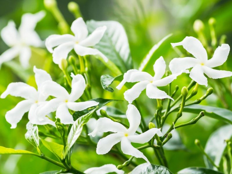 Jasmine (some varieties)