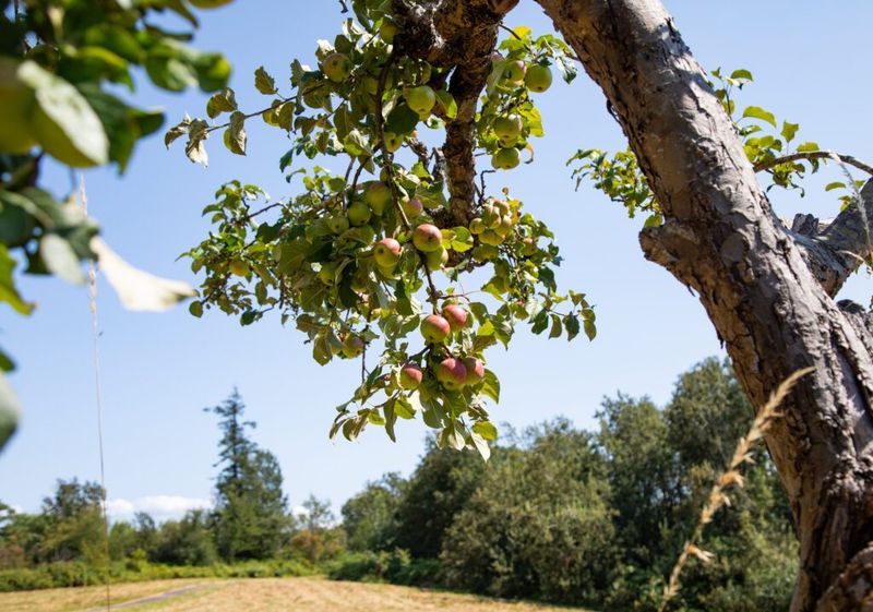 Apple Trees (Malus domestica)