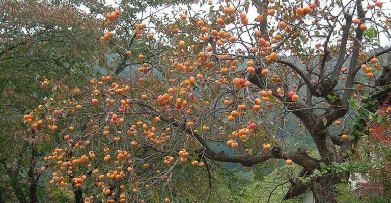 10 Fruit Trees That Can Grow Fruit For Over 100 Years In Your Backyard