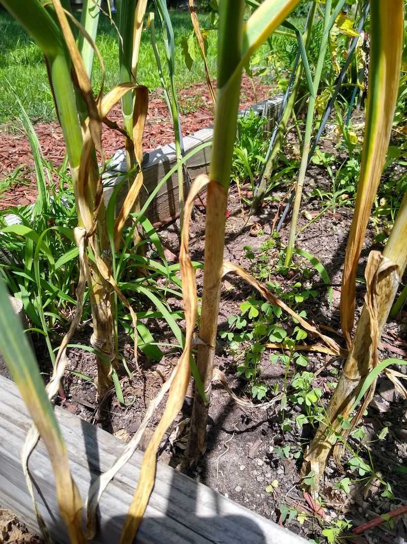 Watch the Leaves Turn Yellow