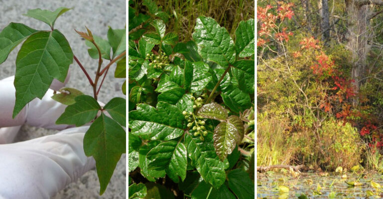 10 Noxious Garden Plants That Cause Skin Damage (And 5 Plants To Grow Instead)