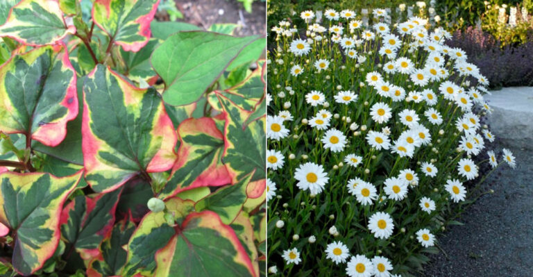 10 Perennials That Spread Too Aggressively (And 10 That Stay in Line)